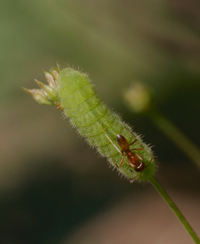 Eastern Tailed-Blue Caterpillar